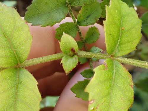 Image of Ackama rosifolia by (c) Benjamin Lavin, some rights reserved (CC BY)
