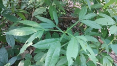 Vitex altissima