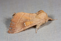 Nadata