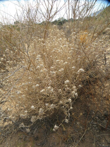 Image of Eriastrum densifolium by no rights reserved