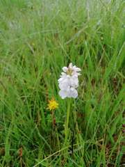 Dactylorhiza maculata ericetorum