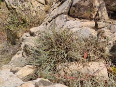 Genista corsica