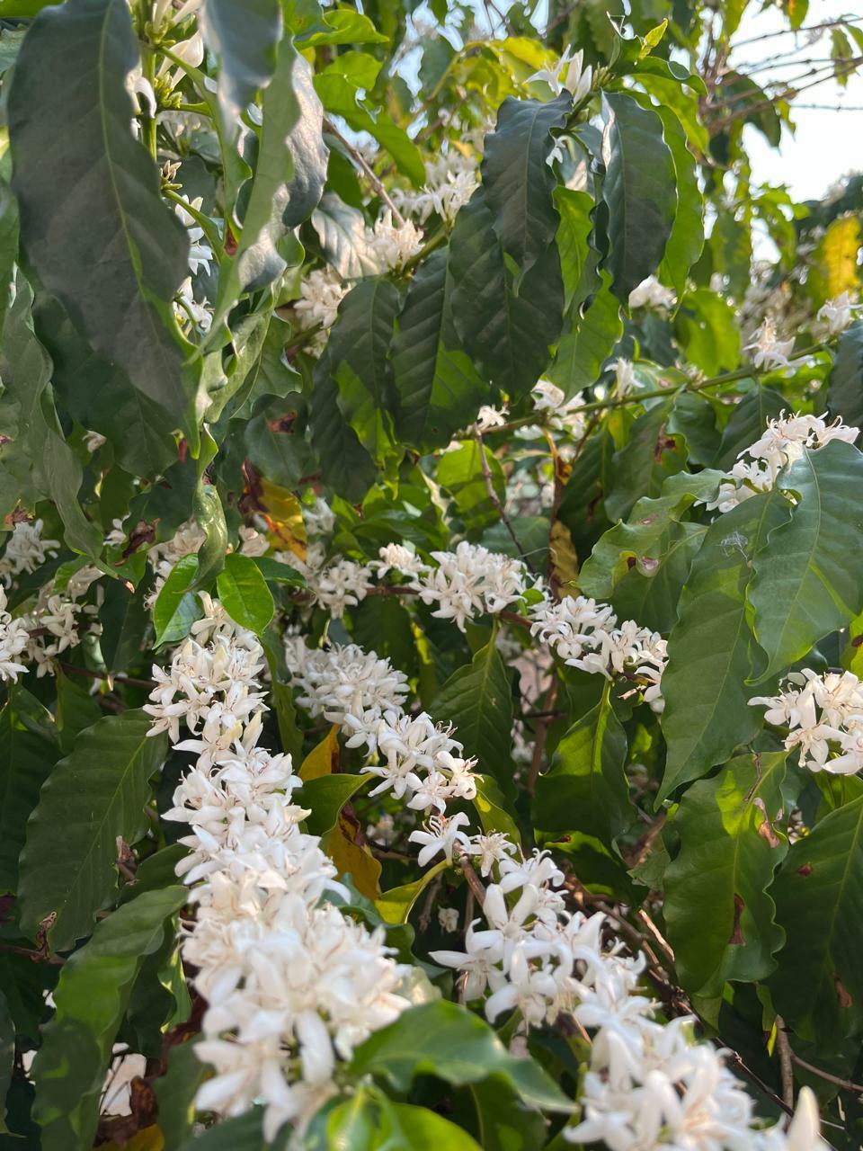 Coffea arabica