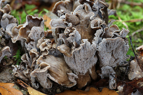 Craterellus cinereus — (c) Daniel Ghyselinck, some rights reserved (CC BY)