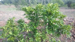 Glochidion lanceolarium