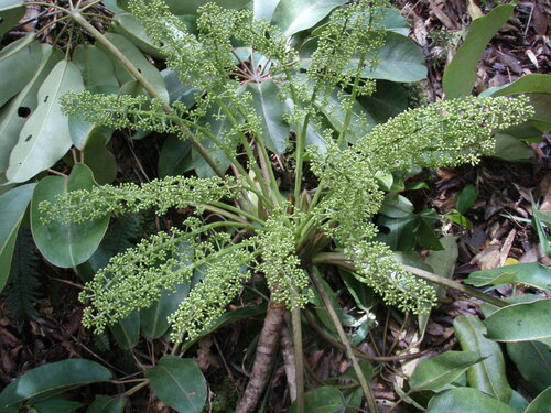 Schefflera stilpnophylla