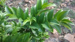 Glochidion lanceolarium