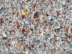 Phymatolithon calcareum