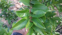 Glochidion lanceolarium