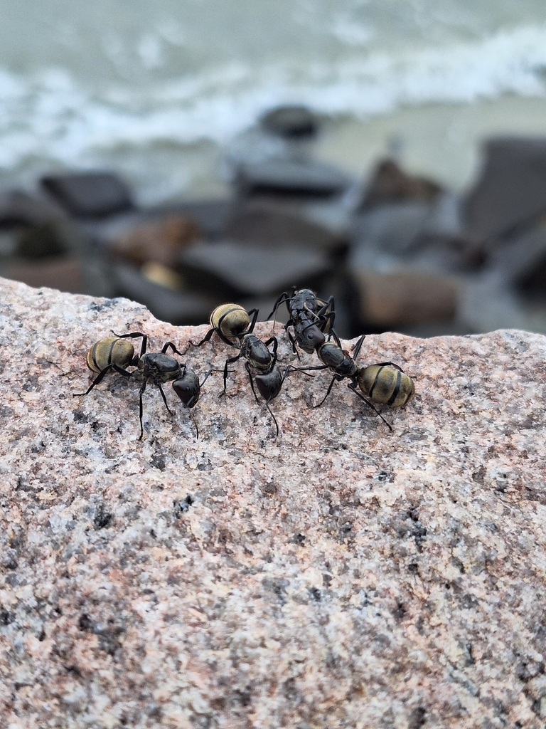 Shimmering Golden Sugar ant