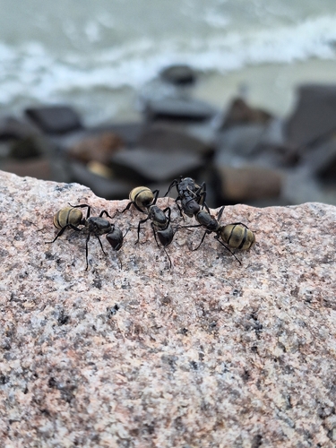 Shimmering Golden Sugar ant