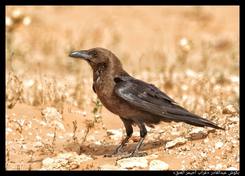 Brown-necked Raven