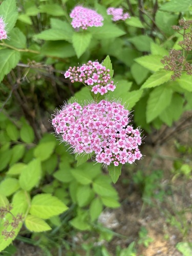 Наблюдение на iNaturalist