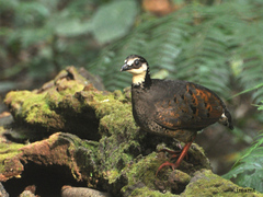 Grey-Breasted Partridge photo 3