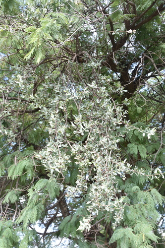 Image of Agelanthus natalitius by (c) Jens-Christian Svenning, some rights reserved (CC BY)