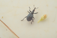 Eutrichapion punctigerum