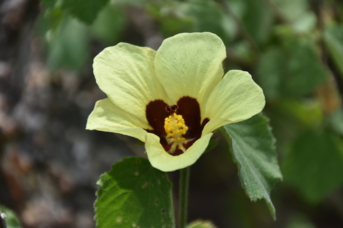 Image of Lemonyellow Rosemallow (Hibiscus calyphyllus) by (c) Jens-Christian Svenning, some rights reserved (CC BY)