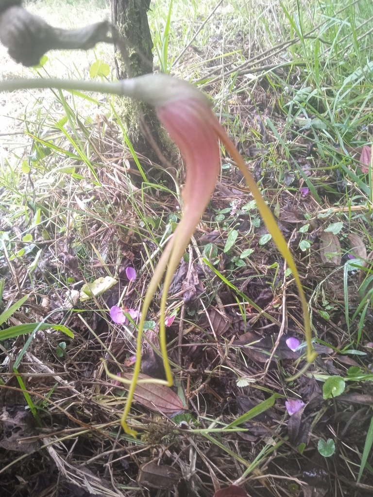 Masdevallia macrura