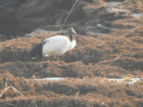 Threskiornis aethiopicus