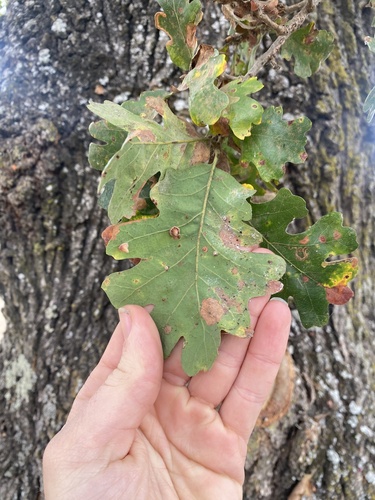 Oregon × valley oak