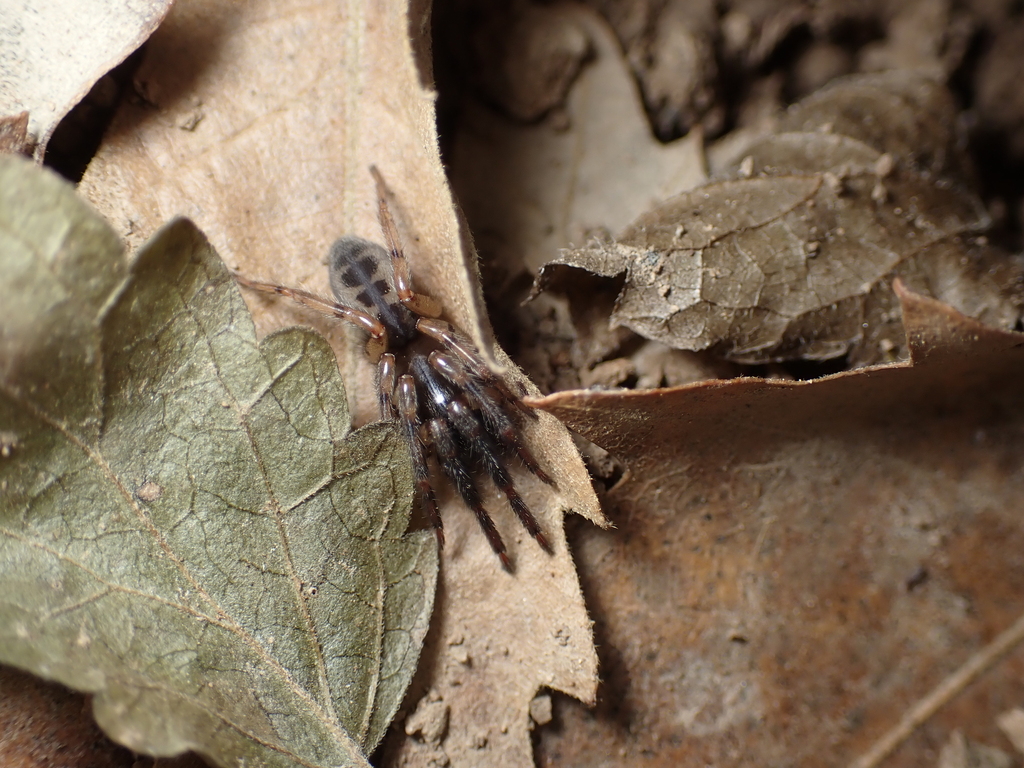 Segestria mirshamsii