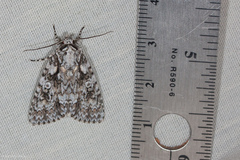 Acronicta marmorata