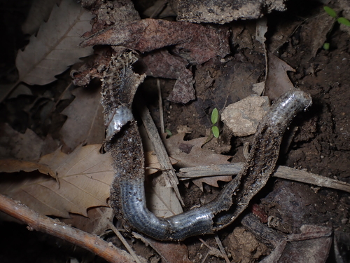Eastern Slowworm
