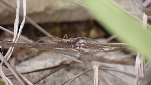 Tibellus macellus