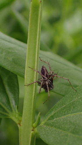 Variegated Lynx Spider, 06500 Castellar, France, photo 6 of 10