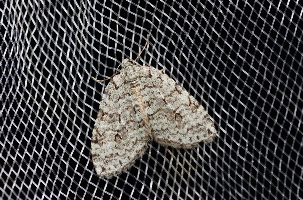 Epirrita viridipurpurescens