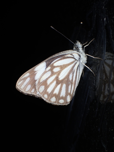 Brown-veined White