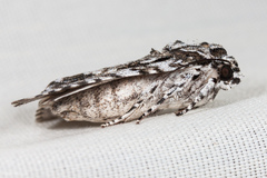 Acronicta marmorata