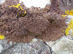 Anaptychia runcinata