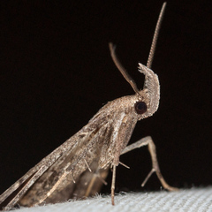 Tetanolita palligera