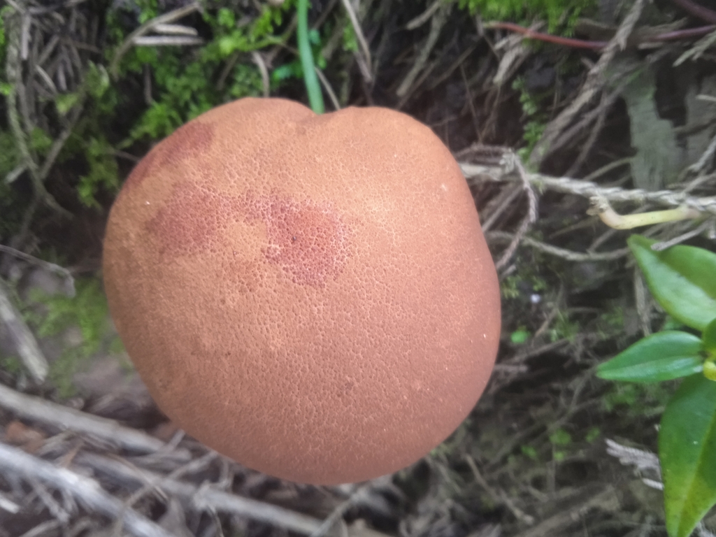 Calvatia rugosa