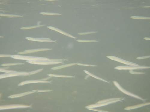 Ammodytidae