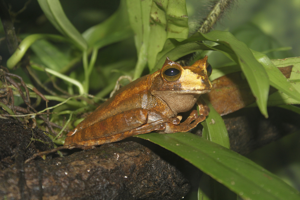 Horned Marsupial Frog