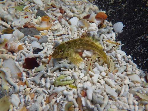 Lipophrys pholis