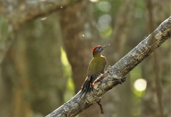 Picus viridanus