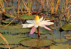 Nymphaea rubra