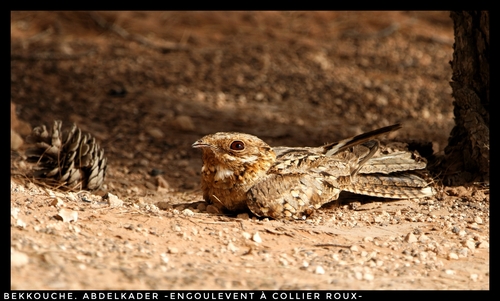 Red-necked Nightjar