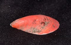 Modiolus peronianus