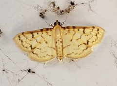 Polygrammodes flavidalis