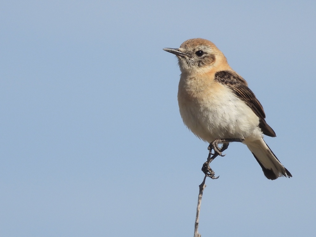 Black-Eared Wheatear