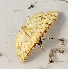 Polygrammodes flavidalis