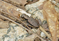 Apterodela unipunctata