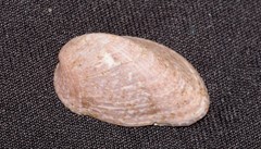 Musculus impactus