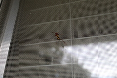 Neoclytus acuminatus