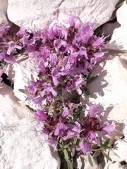 Thymus calcareus