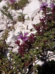 Thymus calcareus